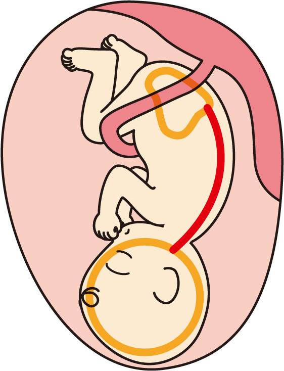 胎児期