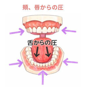 頬舌のバランス