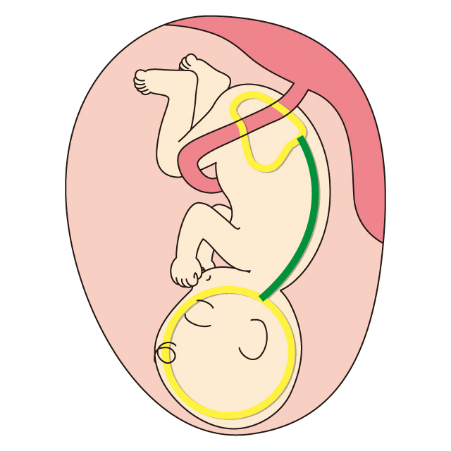 背骨育て　胎児期