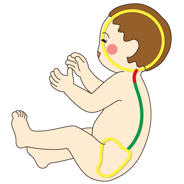 背骨育て　首すわり