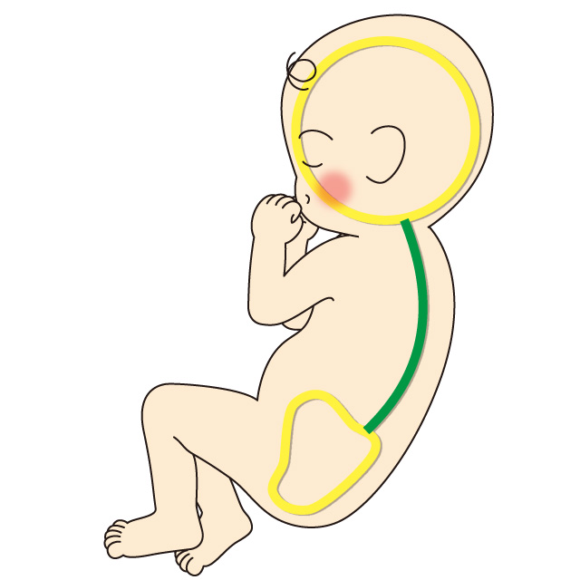 背骨育て　新生児期